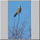 Falco tinnunculus - Turmfalke 01.jpg